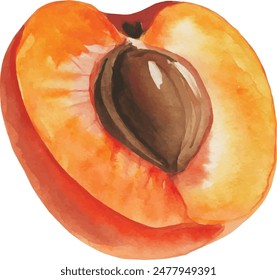 Peach fruit watercolor isolated on white background