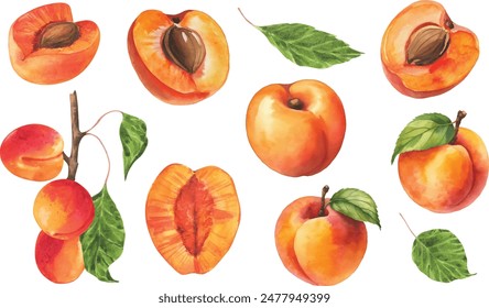 Peach fruit watercolor isolated on white background