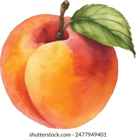 Peach fruit watercolor isolated on white background