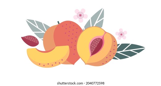 Peach fruits. Flat illustration. Whole and cut fruits, leaves, peach pits and flowers.