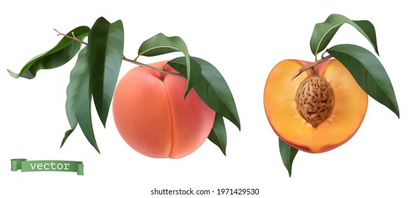 Peach fruits and leaves, botanical illustration. 3d realistic vector objects