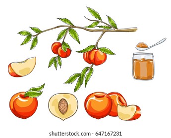 peach hand drawn  art vector fruit set illustration