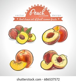 Peach. Hand drawn collection of vector sketch detailed fresh fruits. Isolated