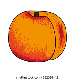 peach - hand drawn fruits isolated vector