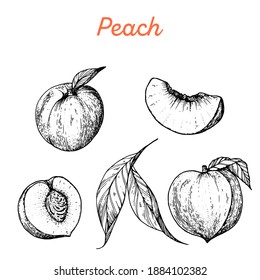 Peach hand drawn vector illustration. Peach slice sketch. Vector illustration. Black and white.