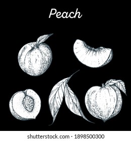 Peach hand drawn vector illustration. Peach slice sketch. Vector illustration. Black and white.