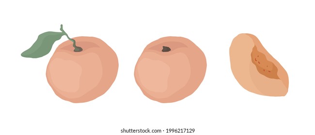Peach. Hand drawn vector illustration for posters, stickers, seasonal design, recipe, textile of apparel, cookbook. Vector illustration on a white background.