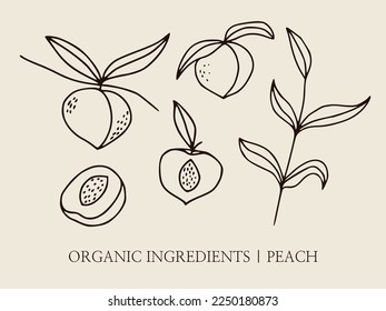 Peach hand-drawn sketch illustrations. Linear set of fruits vector illustration for logo, organic cosmetics. Detailed line Sketch style illustration 