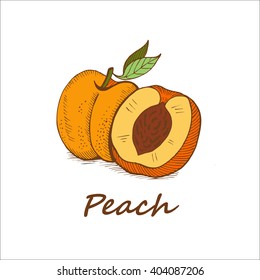 Peach, hand-drawn. Vector illustration.