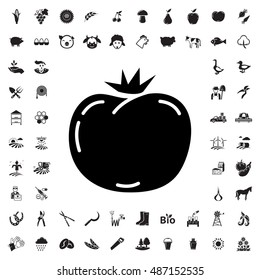 Peach icon illustration isolated vector sign symbol