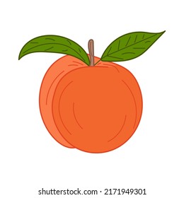 Peach illustration. Peach isolated in white background. Hand drawn vegetarian fruit illustration for menu, label, icon, cover, social post etc
