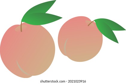 Peach illustration on white background.