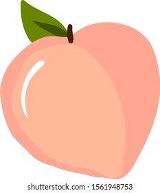 Peach, illustration, vector on white background.