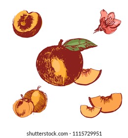 Peach illustration.Vintage ink hand drawn set of peach,isolated on the white background.