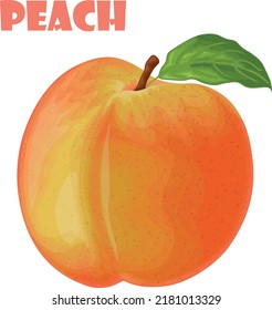 Peach. Image of a peach. Ripe juicy peach with a stone. Ripe fruit. Vegetarian vitamin product. Vector illustration