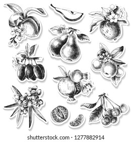 Empaquetar el emblema de papel de mermelada sobre ramas de melocotón dibujadas a mano. Ilustración del vector