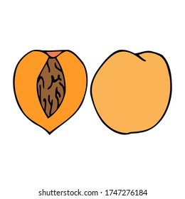 Peach with kernel. Hand drawn outline doodle icon. Colorful isolated on white background. Vector illustration for greeting cards, posters, patches, prints for clothes, emblems.