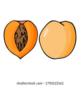 Peach with kernel. Hand drawn outline doodle icon. Colorful isolated on white background. Vector illustration for greeting cards, posters, patches, prints for clothes, emblems.