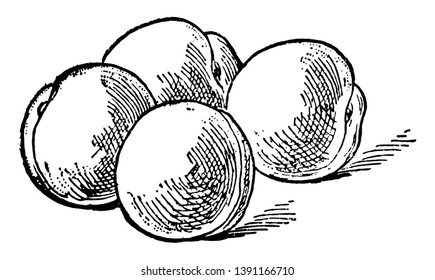 The peach also known as Prunus Persica is native to northwest china. This is edible juicy fruit. This card shows 4 peaches grouped together, Vintage line drawing or engraving illustration.
