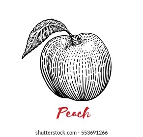 Peach with leaf, engraving style, hand drawing vector illustration