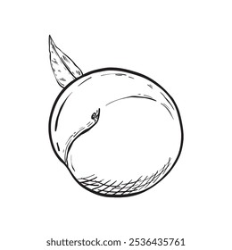 Peach with leaf on white background. Hand drawn vintage style. Vector illustration. Isolated.