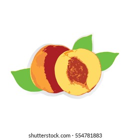peach with leaves and half a peach with pits isolated on white abstract background creative vector element for design