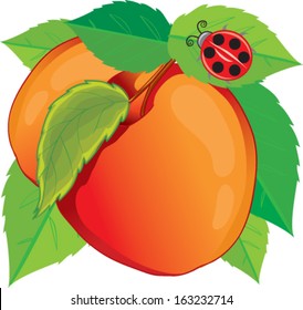 peach on a branch