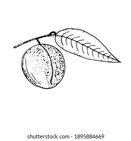 Peach on a branch with leaf , vector illustration, half with stone, sketch