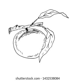 Peach on a branch. Linear vector illustration.