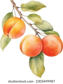 Peach  on a branch set. Isolated watercolor illustrartion  Botanical illustration of Peach. Half peach and leafs. Vector peach set isolated on white background.