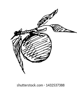 Peach on a branch. Sketch. Vector illustration.