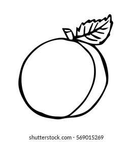 Peach on white background vector illustration.  Cloth design, wallpaper, wrapping, textiles, paper, cards, invitations, holiday