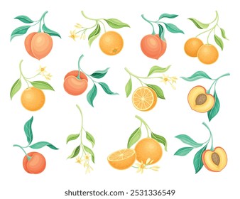 Peach and Orange Fruit Branch with Leaf and Juicy Fruit Vector Set