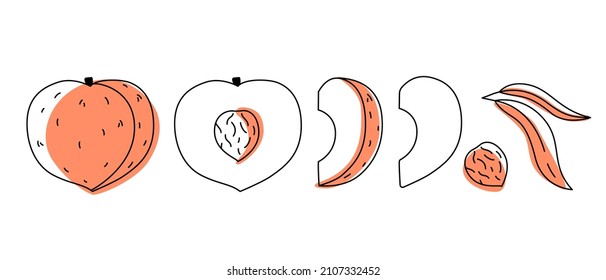 Peach outline doodle with spots. Whole, pieces, seed and leaves