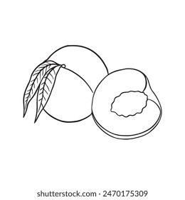 Peach outline drawing vector illustration