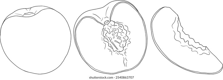 Vetor de contorno de pêssego. Ilustrações damascos em estilo doodle desenhado à mão. Pêssegos inteiros, pêssegos fatiados, fatias, frutas em um galho, folhas.