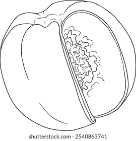 Vetor de contorno de pêssego. Ilustrações damascos em estilo doodle desenhado à mão. Pêssegos inteiros, pêssegos fatiados, fatias, frutas em um galho, folhas.