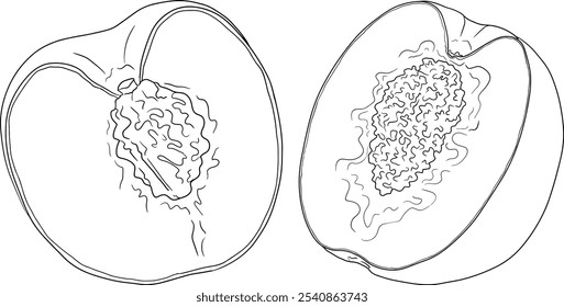 Vetor de contorno de pêssego. Ilustrações damascos em estilo doodle desenhado à mão. Pêssegos inteiros, pêssegos fatiados, fatias, frutas em um galho, folhas.