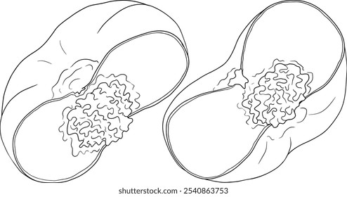 Vetor de contorno de pêssego. Ilustrações damascos em estilo doodle desenhado à mão. Pêssegos inteiros, pêssegos fatiados, fatias, frutas em um galho, folhas.