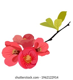 Pfirsich, Birne, Apfelblume, Vektorgrafik. Blütenknospen auf einem Zweig eines Kirschbaums. Nahaufnahme. Vorlage für eine Einladungskarte. Frühling. Obstbaum. Einzeln auf weißem Hintergrund.