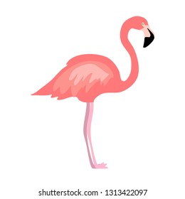 Peach pink flamingo vector isolated tropical bird illustration