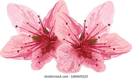 Peach pink flowers on a white background.