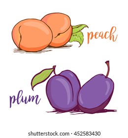 Peach and plum sketch style vector illustration isolated on white background. Hand drawn couples of fresh ripe peaches and plums