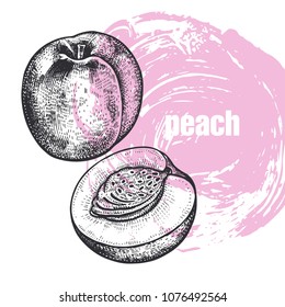 Peach. Realistic vector illustration of fruit isolated on white background. Hand drawing sketch. Design for package of health and beauty natural products. Vintage black and white engraving