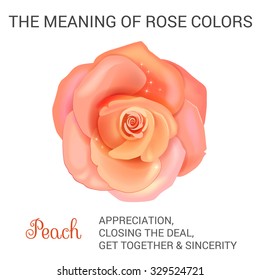 Peach rose infographics, vector illustration isolated on white background