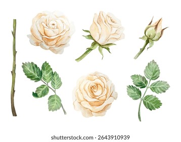 Peach roses set watercolor. Pastel flowers, bud, green leaves, stem. Hand drawn vector illustration. For greeting cards, wedding invitations, summer banners, labels, posters.