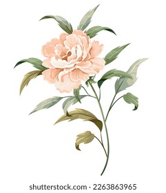 Peach rosy peony with a stem and leaves isolated on white background.