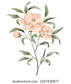 Peach rosy peony with a stem and leaves isolated on white background.