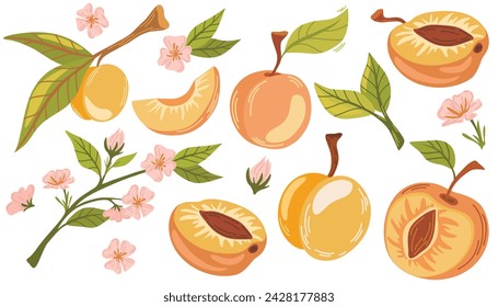 Peach set. Collection of whole and cut peaches, branches, nectarine, flowers and leaves. Fresh juicy fruits clip art. Hand draw Vector illustration isolated on white background.