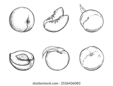 Pêssego definido com metade de pêssego com pedra, pêssego com folha, pêssego todo suculento em fundo monocromático. Estilo vintage desenhado à mão. Ilustração vetorial. Isolado.